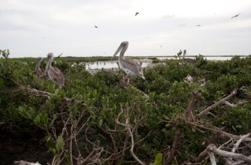 墨西哥湾漏油致美国浣熊岛数千只鸟死亡