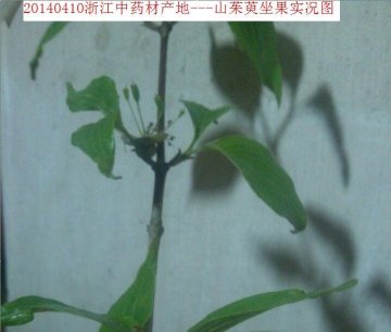 浙江中药材产地一一山茱萸近况
