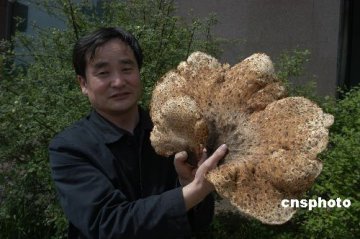市民采到大蘑菇 外型似树舌灵芝
