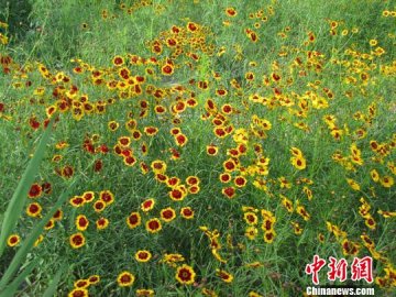 新疆雪菊开始采摘 从天价茶回归合理