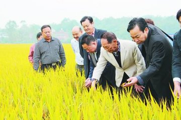 杂交稻在中国问世40年需加快“全球化”步伐