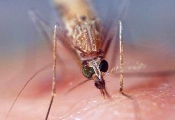 美科学家研制“抗疟蚊” 斩断疟疾传播途径