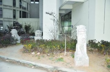 医院门前两只明朝石狮子被抢走
