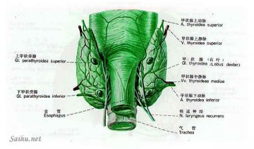 甲状旁腺