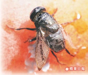 艺术家在苍蝇翅膀上刻“我在绝情谷底”