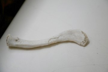 探访“人骨仓库”
