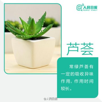 9款家居绿植美容又杀菌