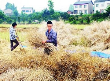 部分市民赴农村收购菜籽加工菜籽油