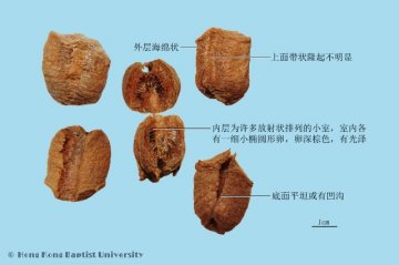 桑螵蛸（Sangpiaoxiao）中药材鉴别照片