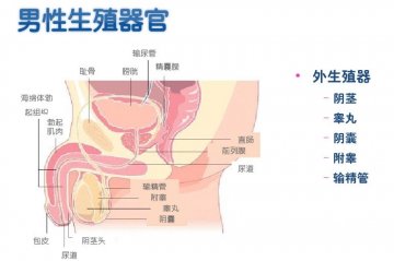 男性生殖系统：外生殖器