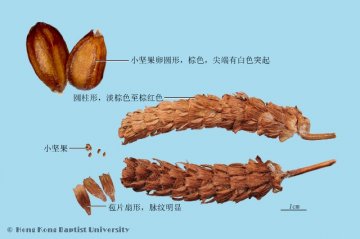 夏枯草（Xiakucao）中药材鉴别相册