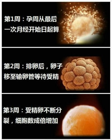 生命的史诗！人类从受精到出生全过程