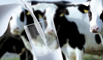 完达山掀新西兰乳品丑闻 西部乳业硝酸盐超标