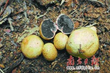 广州白云山毒菇种类超10个 尚无解药中毒死亡率高