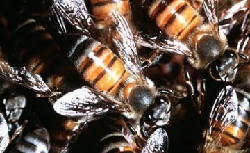 盘点12种离奇死法：男子被安全套憋死
