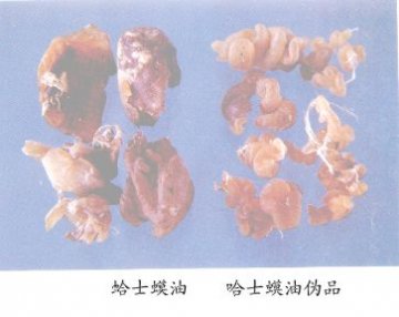哈士蟆油（Hashimavou）Oviductus Ranae