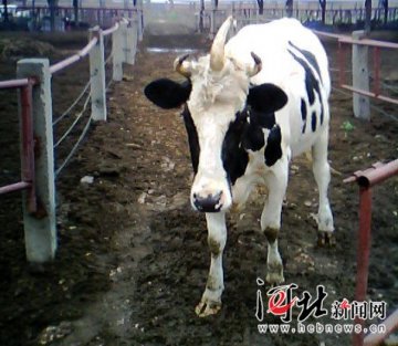 奶牛头顶长第三只角 手感与其他两角一样