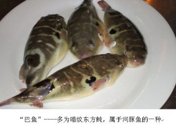 广州市食品药品监督管理局提醒：餐饮服务提供者不得经营河豚鱼（巴鱼或其他替代名称）消费者请勿食用