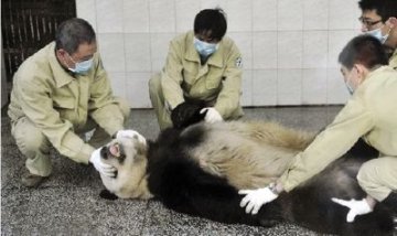 5个壮汉从熊猫身上抽出420毫升血液