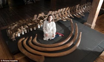 英国泰晤士河发现200年前鲸鱼骨架