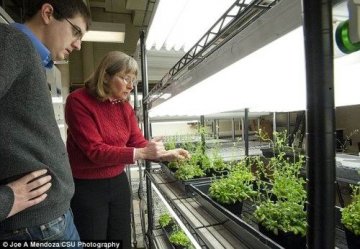 美科学家开发“反恐植物” 遇炸弹可变颜色