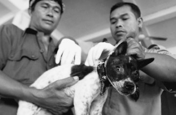 狂犬病阴云笼罩巴厘岛 居民不相信狗能携带疾病