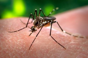 世界首个登革热疫苗在印度通过人体测试 2015年即可发放