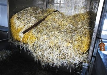 北京大兴泡药豆芽日销20吨月入百万 致儿童早熟