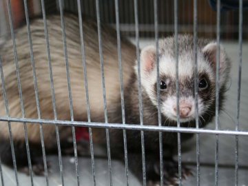 Science：全球科学家合力阻击H7N9禽流感病毒
