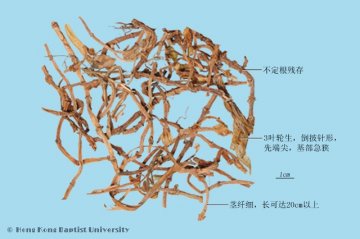 垂盆草（Chuipencao）中药材鉴别照片