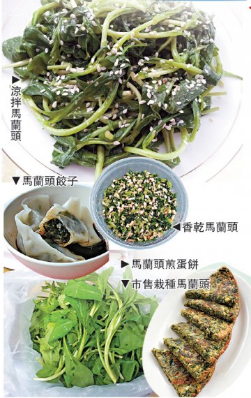 春食马兰头：清热利湿 凉血解毒