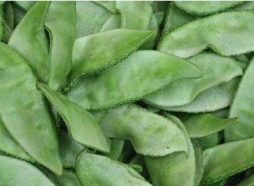 19种平民食物吃错会致命：人参在列