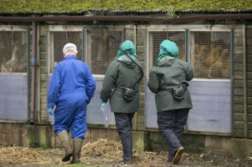 英国爆发禽流感 6000只鸭子被宰
