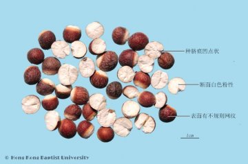 芡实（Qianshi）中药材鉴别照片