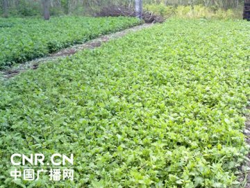 菊花之乡陷硫磺疑云 每年200吨硫磺菊流入市场