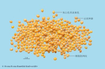 芥子（Jiezi）中药材鉴别照片