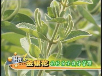 金银花的标准化栽培管理