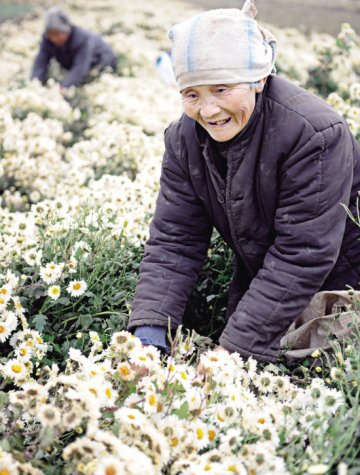 十万亩药菊获丰收