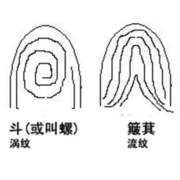 指纹揭示你一生命运