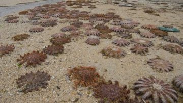 日本沙滩发现数百棘冠海星搁浅死亡