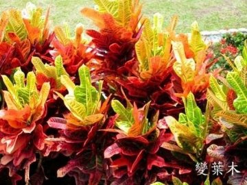 这几种植物易让你得癌
