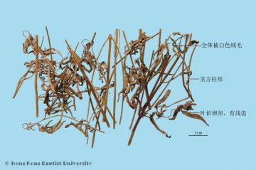 香薷（Xiangru）中药材鉴别照片