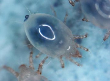 新研究表明：生物进化正在快速应对环境变化
