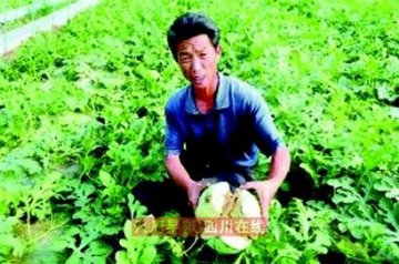 膨大剂谣言致攀枝花西瓜滞销 每斤仅售0.2元