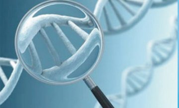 英发现逆转白血病病程方法