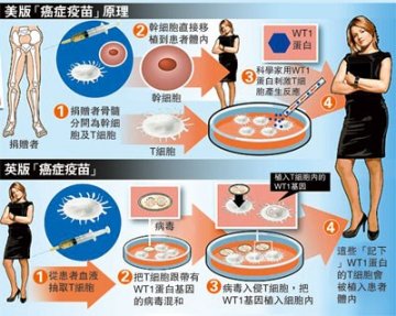 “癌症疫苗”有新突破 教导免疫细胞攻击癌细胞