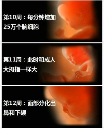 生命的史诗！人类从受精到出生全过程
