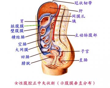 女性腹膜下中矢状面