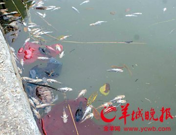 水库死鸟死鱼成堆有人投毒？治安员称是