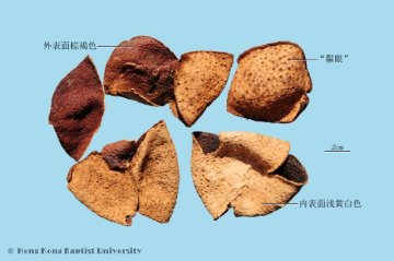 陈皮（Chenpi）中药材鉴别照片